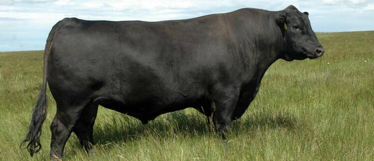 SALETOPPER SIRE: The sire of this year's Spring Landfall Angus saletopper, American bull Landfall Aberdeen 759.