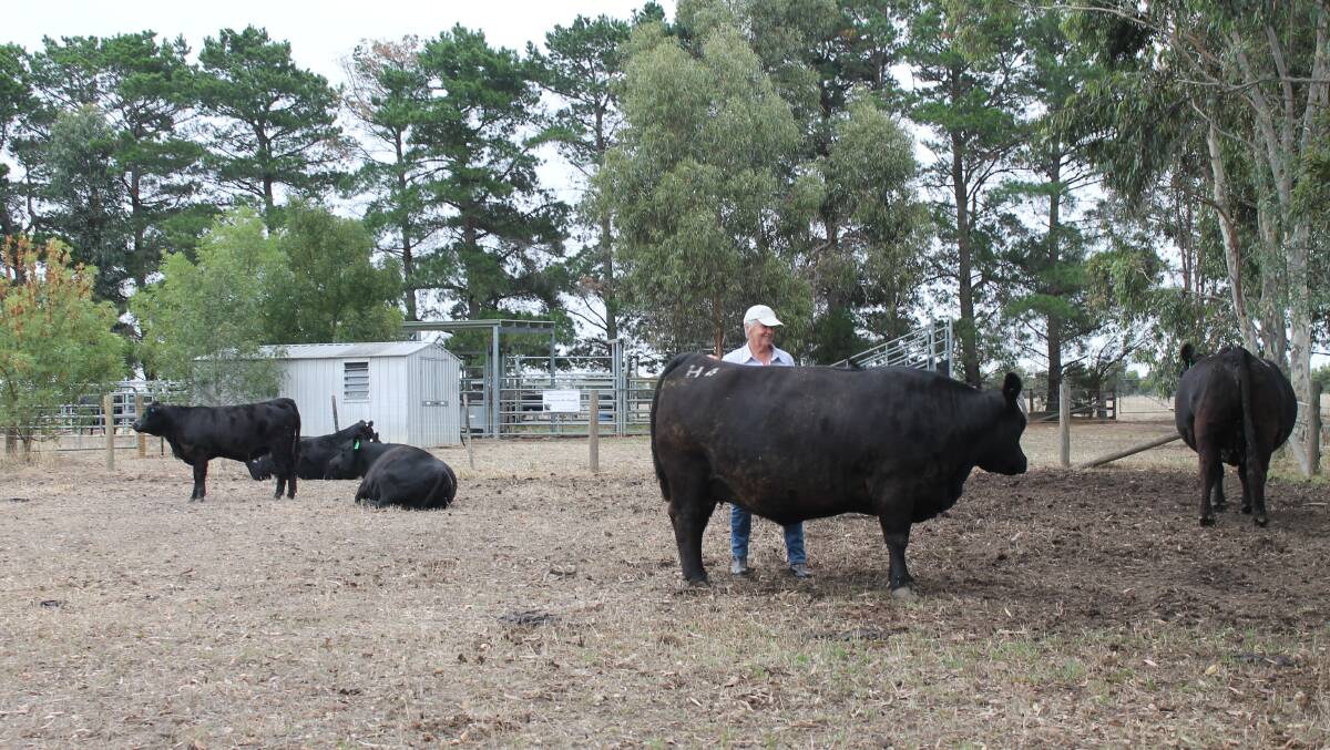 Joy Howley, ALTO, Caramut was happy to show people around their Native Angus. Joy is pictured here with her Native Heifer H4, who loved a scratch. Mrs Howley said one of their breeding objectives is to bulls suitable for heifer joinings.