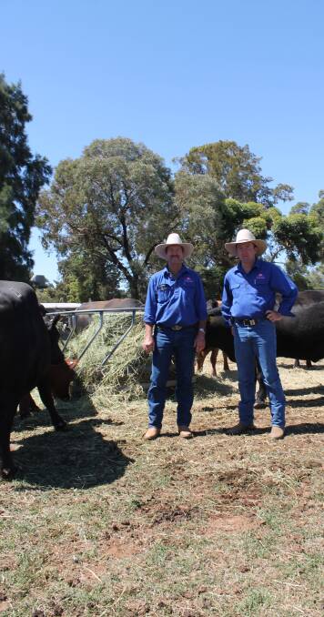 MURRABAH: Malcolm and Robert Randall were excited to show visitors animals grown from their Millah Wilson Canadian embryos..
