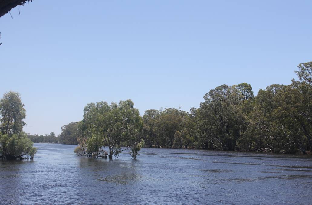 FLOODED MURRAY: The Murray River, in flood, at Colignon, south of Mildura. Picture: Andrew Miller.