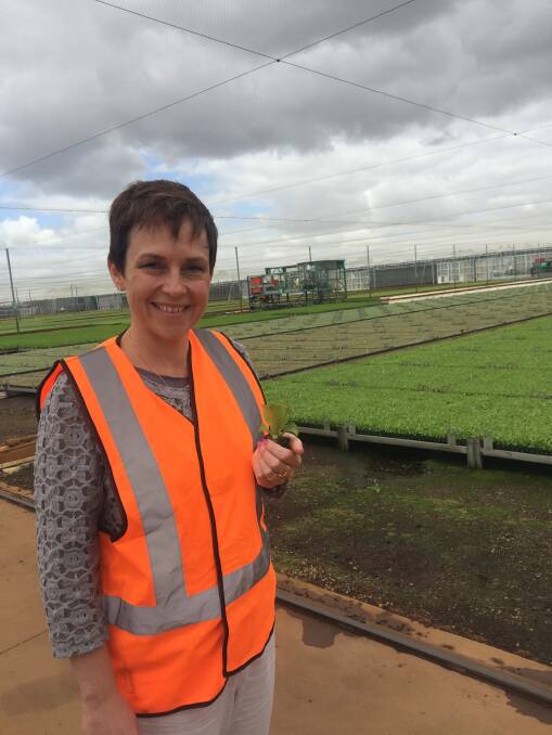 ENERGY PLAN: Agriculture Minister Jaala Pulford launched the new Agriculture Energy Investment Plan at Boomaroo Nurseries, Lara.