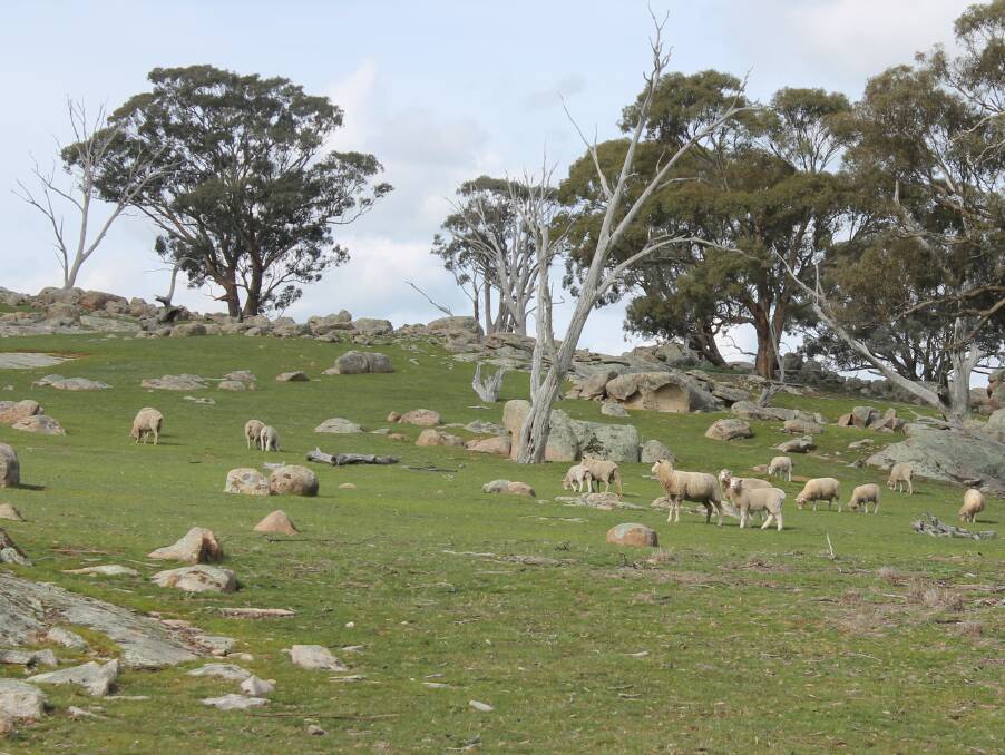 GRANITE COUNTRY: Dunluce Lamb is run on improved pasture and granite country, near Avoca. 