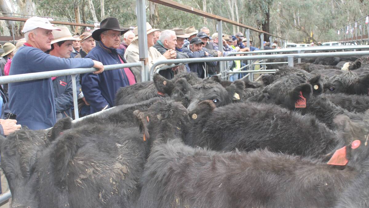 SOLID SALE: The buyers gallery, at a previous Myrtleford sale. Last week Adam Fitridge, Whourouly, offering a pen of 10, two and a half year old Angus heifers achieved the top sale price of $2900.
