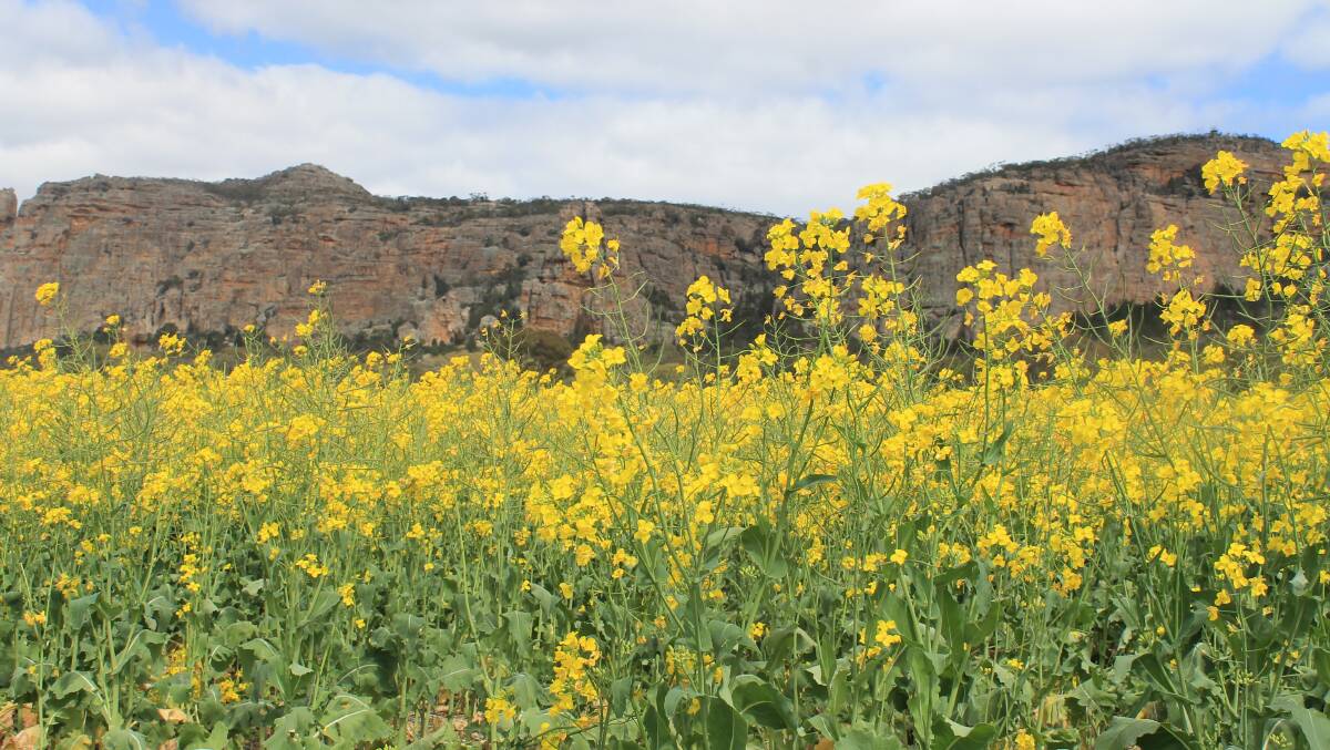 BETTER FORECASTS: A canola crop, near Mt Arapiles, in western Victoria: Picture: Andrew Miller.