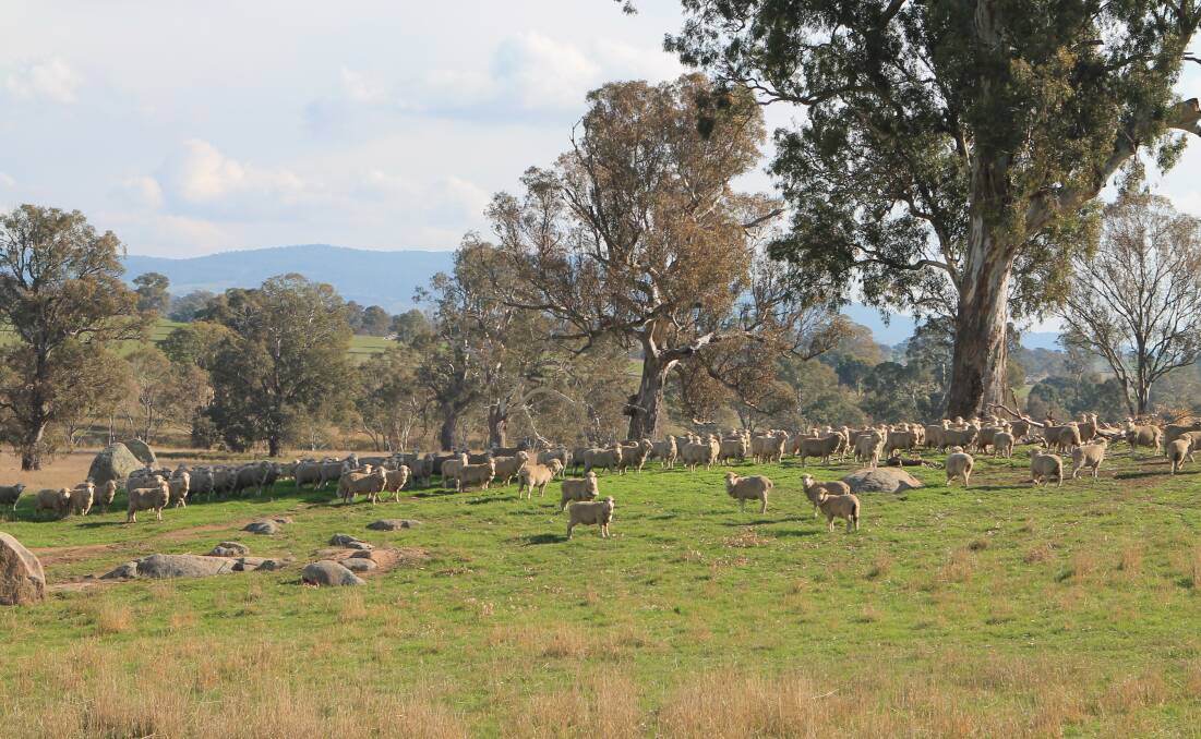 IDEAL CONDITIONS: The granite country, around Redesdale, south of Bendigo, was ideally suited for sheep, according to Coliban Estate’s Tom James.
