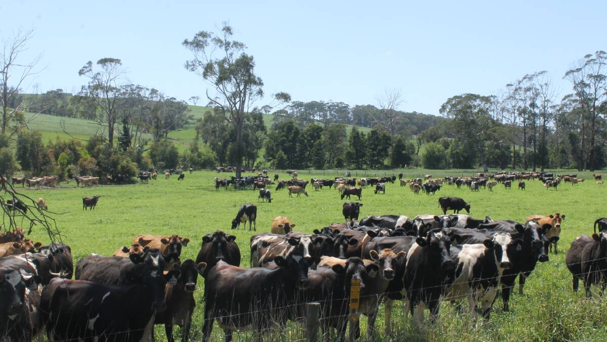 DAIRY RECOVERY: A leading dairy analyst has predicted a dairy recovery, in the next six to nine months, but said there was some uncertainty, after that. Picture: Andrew Miller.