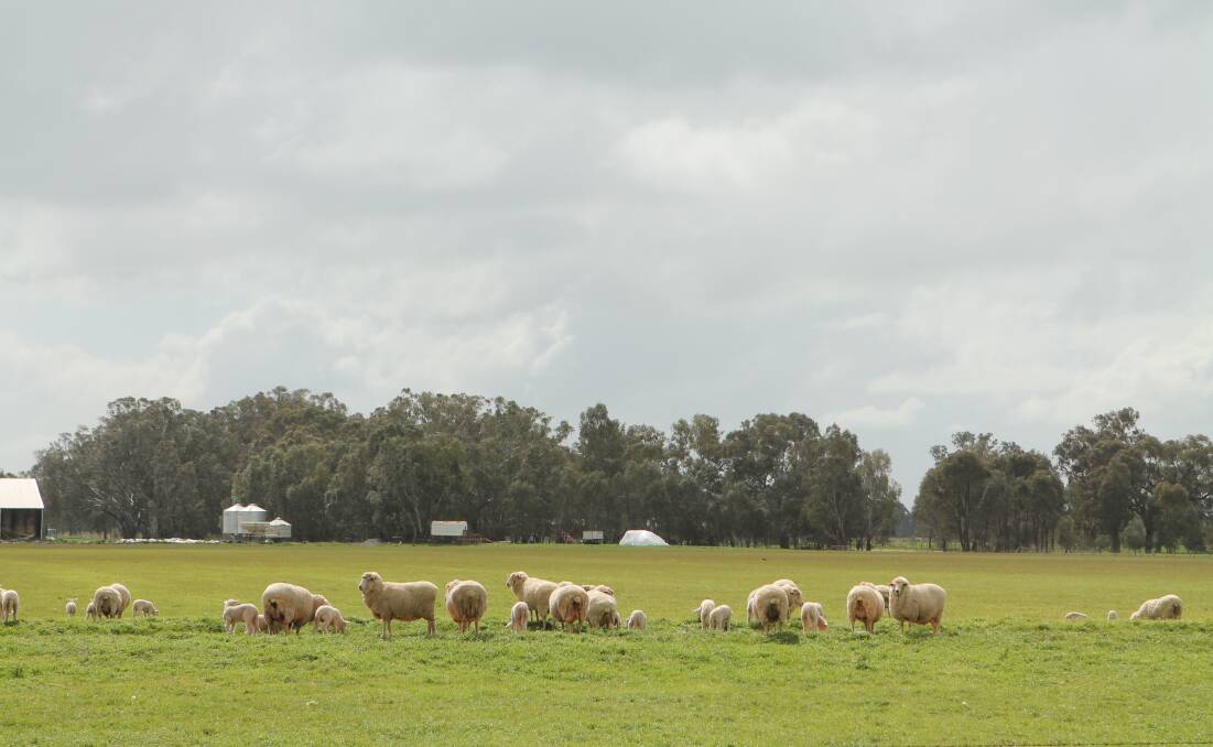 LAMB PRODUCER: White Suffolks and Poll Dorsets are used over cross bred ewes, to produce prime lambs on the Gooroombat property, just north of Benalla.