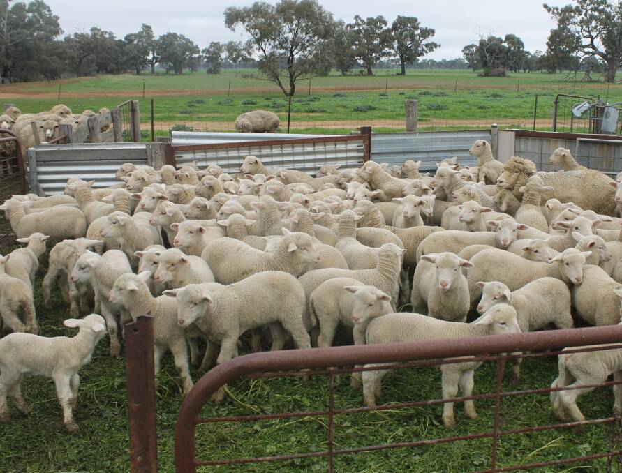 PRIME LAMBS: Mr Wright said he hoped to turn out between 400-450 prime lambs, each year, for the Bendigo markets. 