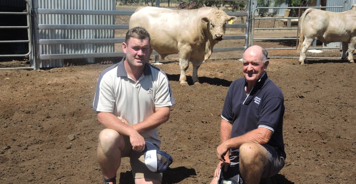 ALLEDNAW: Sam and Dennis Taylor in front of their Charolais bulls. 