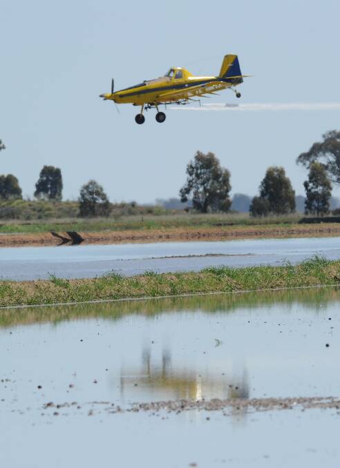 Fertiliser and insecticide is sprayed on rice fields near Finley, NSW. 