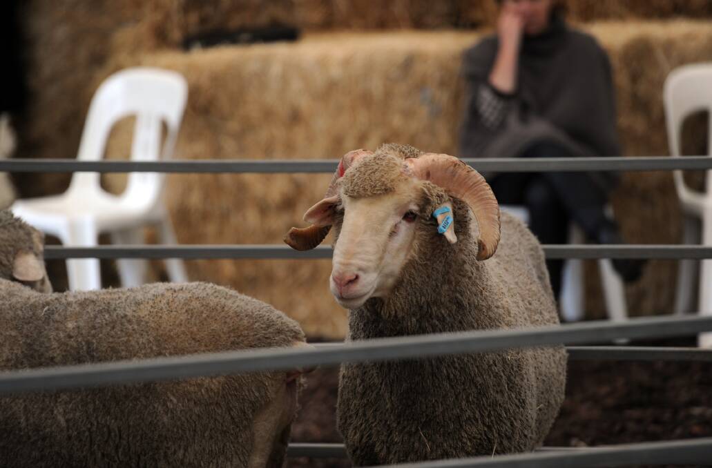 TOTAL CLEARANCE: One of the rams, sold during the total clearance Glendemar.