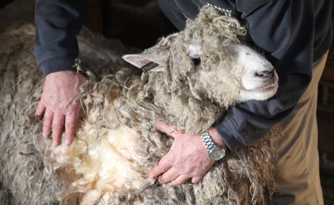 Come show time, the sheep are given a light coating of oil, to seal the fleece and covered. 