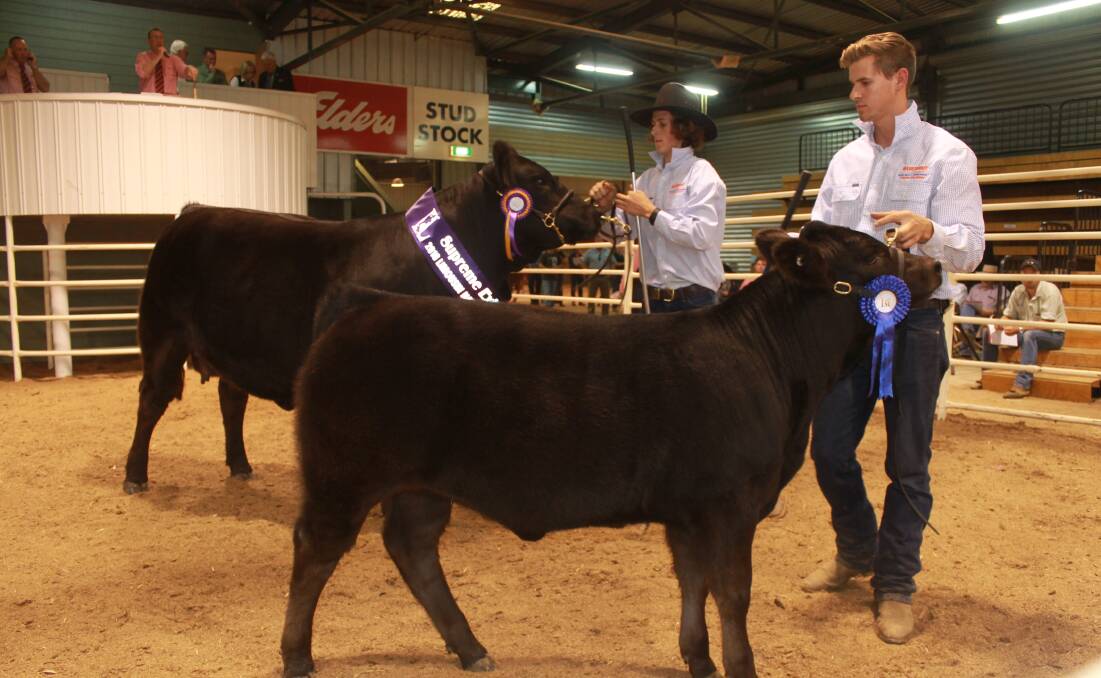 TOP PAIR:Supreme Exhibit Warrawindi Krystal Gem K15 was sold for $14,000 at the National Limousin sale, Wodonga. Picture: Andrew Miller.