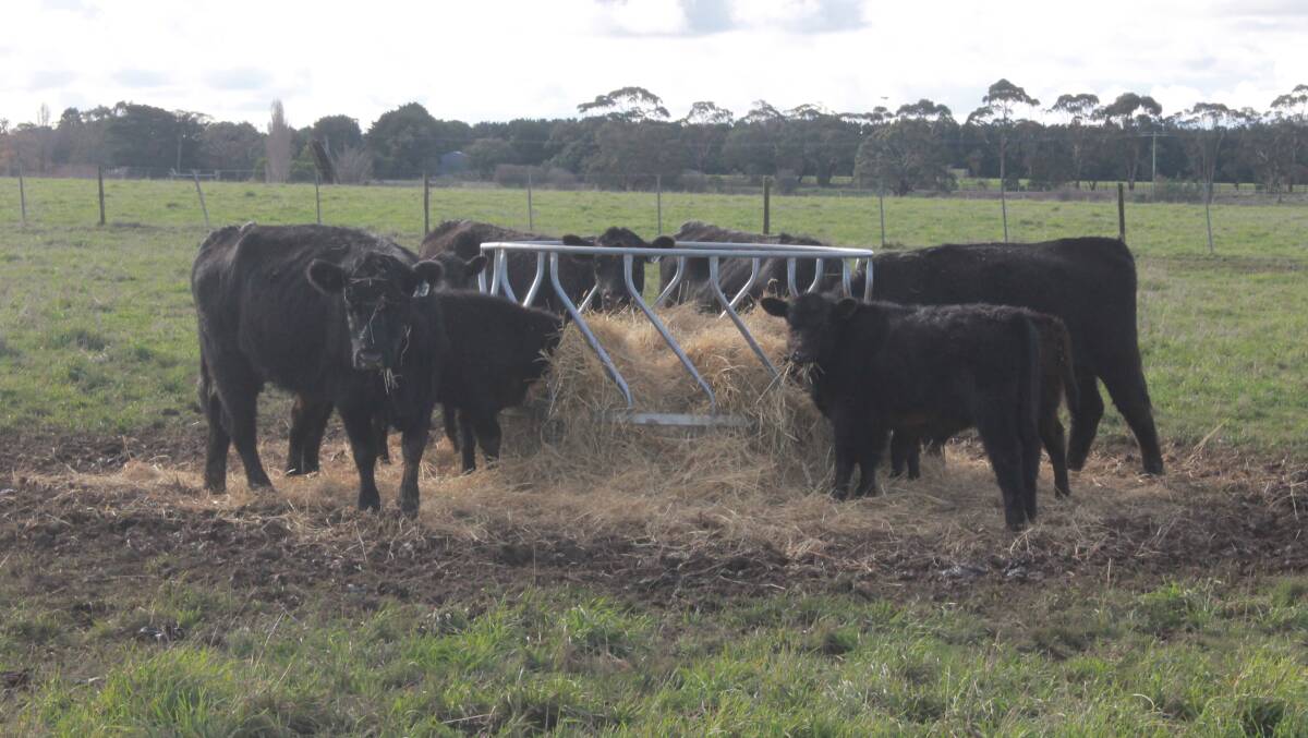 PRIME CATTLE: Cattle at Millhouse Pastoral, Romsey, are grass fed, supplemented by hay, brewers mash and seaweed meal. Picture: Andrew Miller.