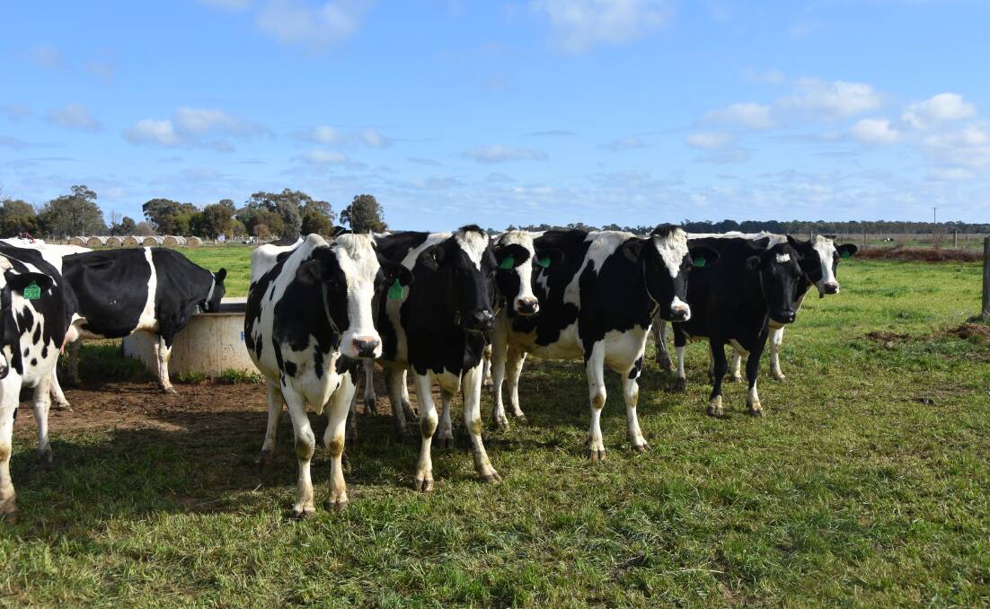 DAIRY LEADER: Adam Jenkins, outgoing United Dairyfarmers of Victoria president, has called for greater unity in the industry.