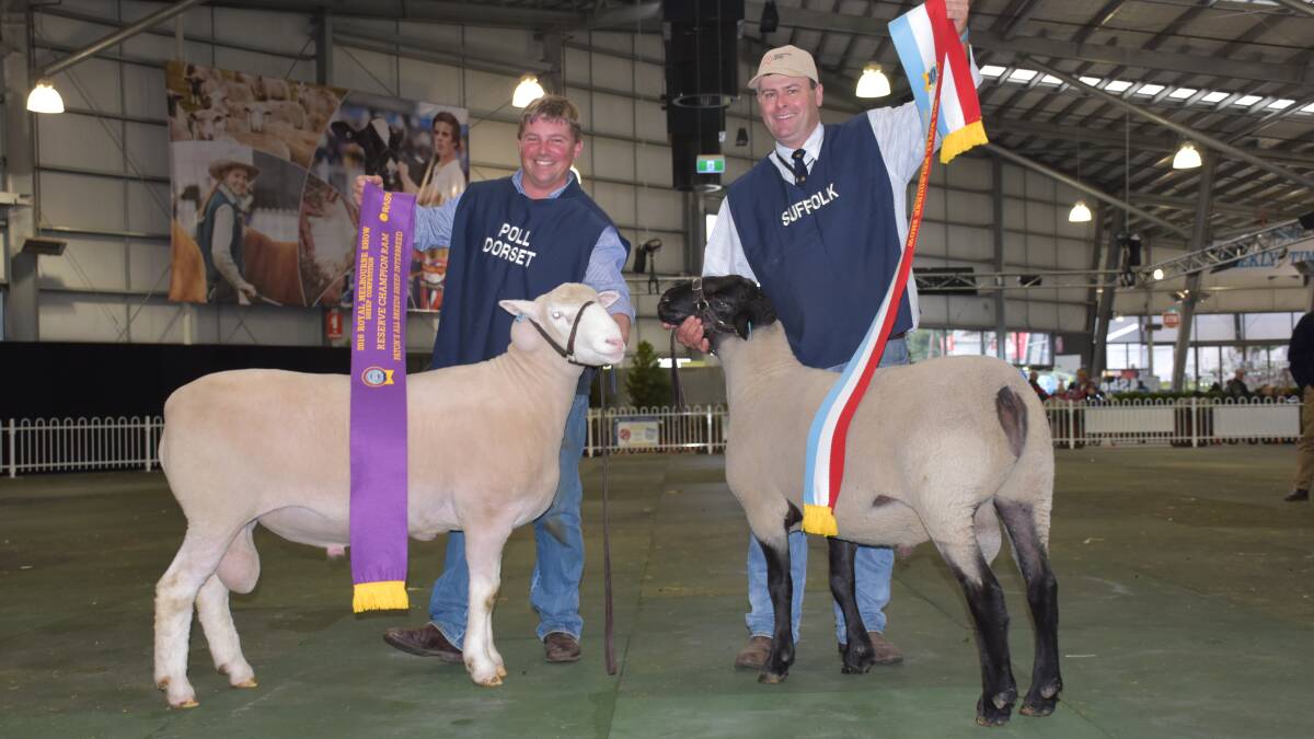 WINNERS: James Frost with the Hillden Poll Dorset reserve interbreed champion ram and Alistair Day with the Allendale's Suffolk champion ram.