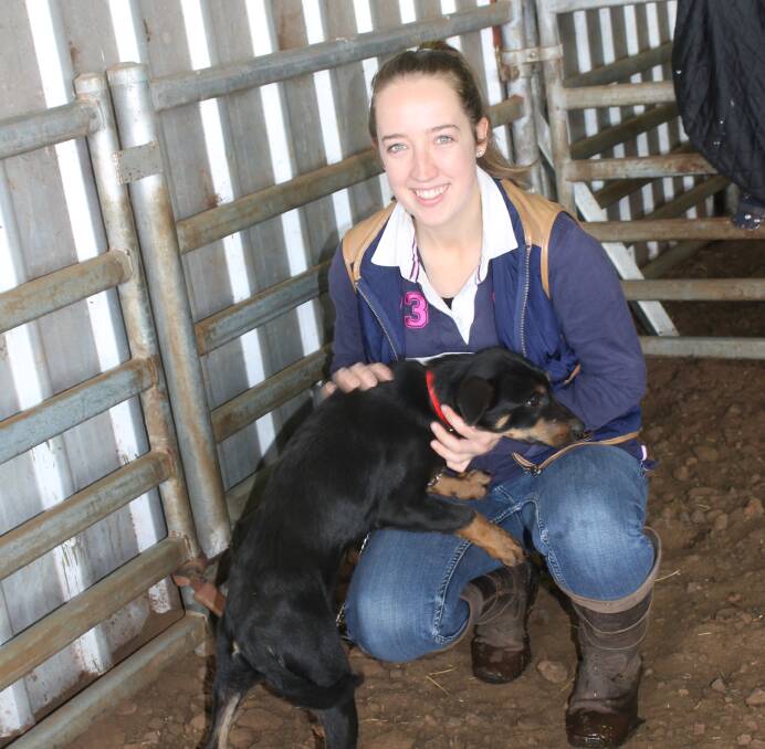 BRIGHT FUTURE: Katherine Bain with one of the new Kelpie pups, "Seven", at St Enoch's, Stockyard Hill, where she runs a Coopworth stud. Photos: Andrew MIller.