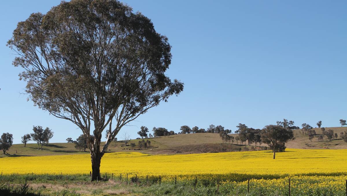 GOLDEN CANOLA: Across Victoria, canola crops are flowering; in the Mallee and Wimmera the plants are starting to pod, with farmers hoping frosts stay away.