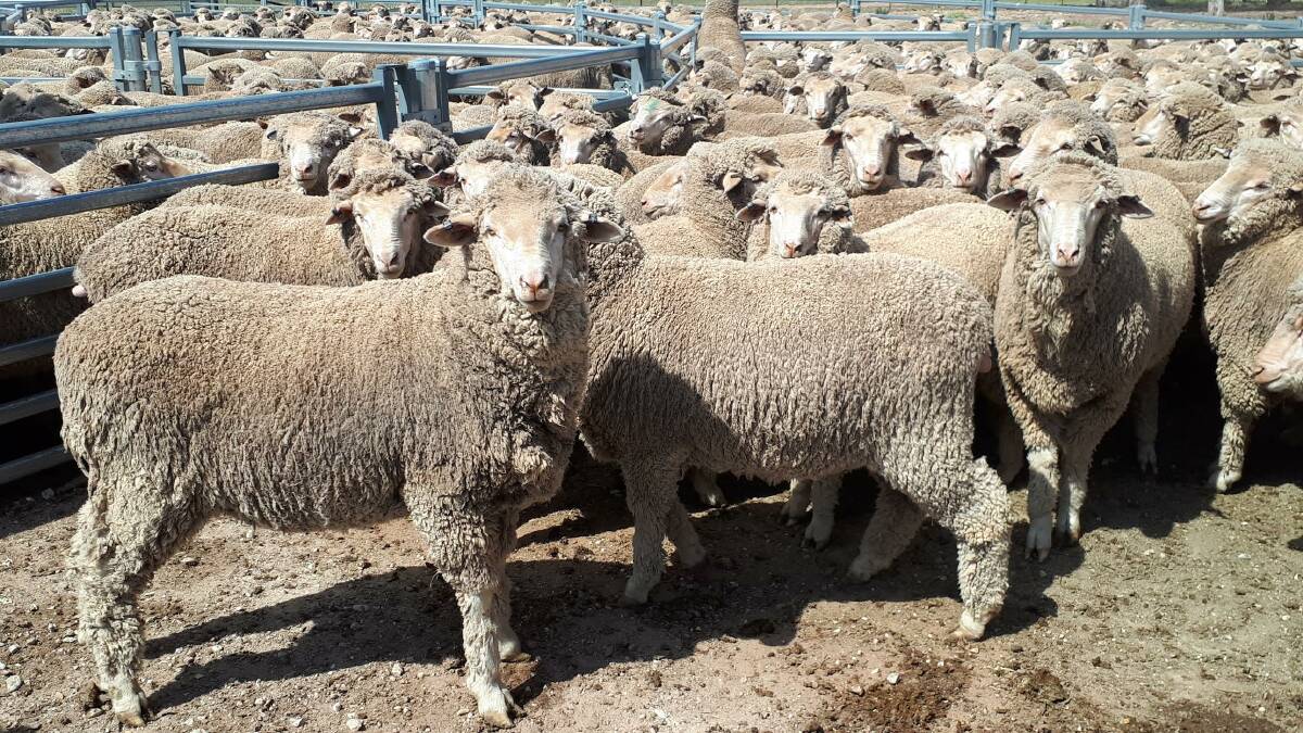 FIELD DAY: The 2016-drop progeny in the Merino Lifetime Productivity Project. 