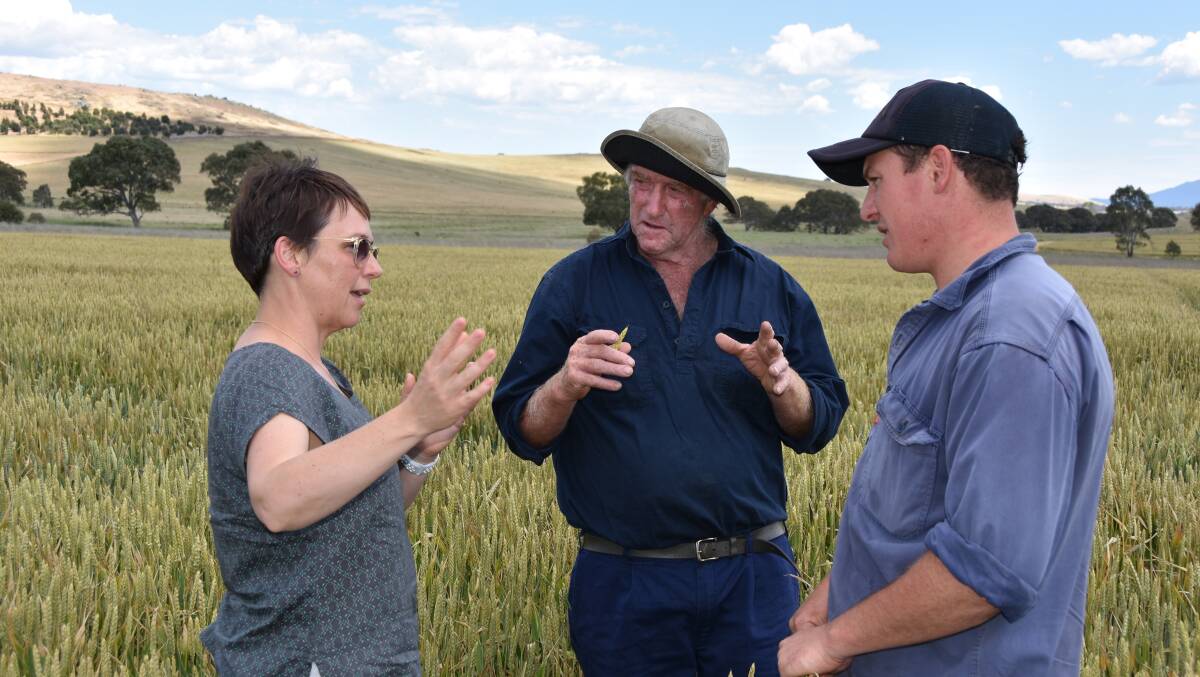 FROST DAMAGE: Victoria's Agriculture Minister Jaala Pulford discusses frost damaged wheat with growers Bruce McKay and Andrew Laidlaw.