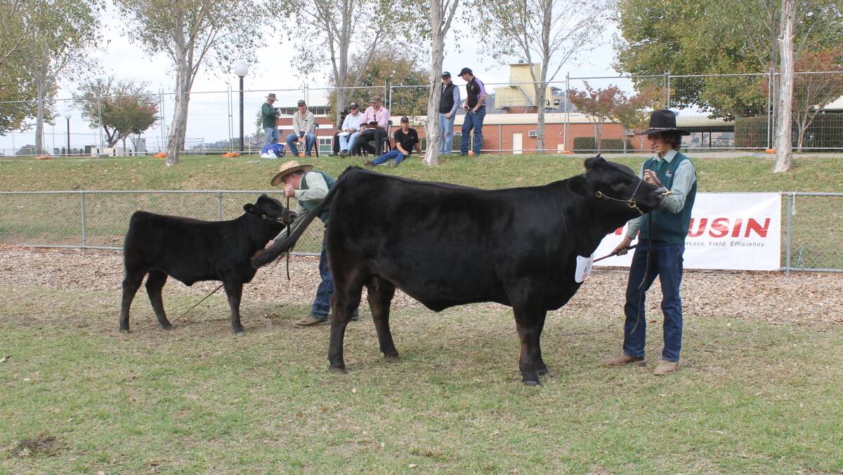 TOP LIMOUSINS: The Warrawindi cow and calf unit took out Supreme Exhibit, at the National Limousin Show and Sale, in Wodonga, Picture: Andrew Miller.