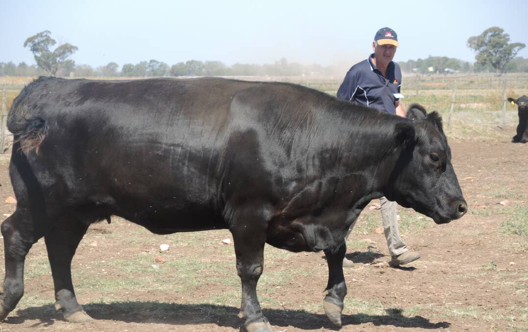 MERRIDALE: Peter Collins had 44 bulls and 20 Angus cows on display, 