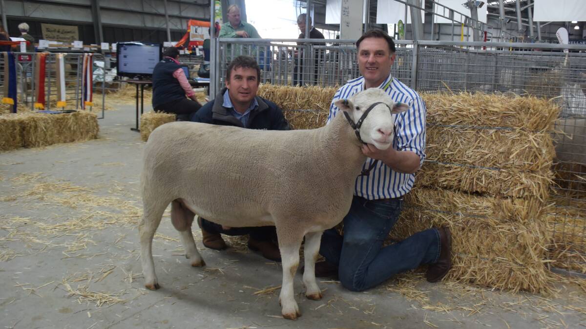 SALE TOPPER: Roberts Limited's stud stock co-ordinator, Tim Woodham, the top priced ram and Valma stud principal, Andrew McLauchlan. 