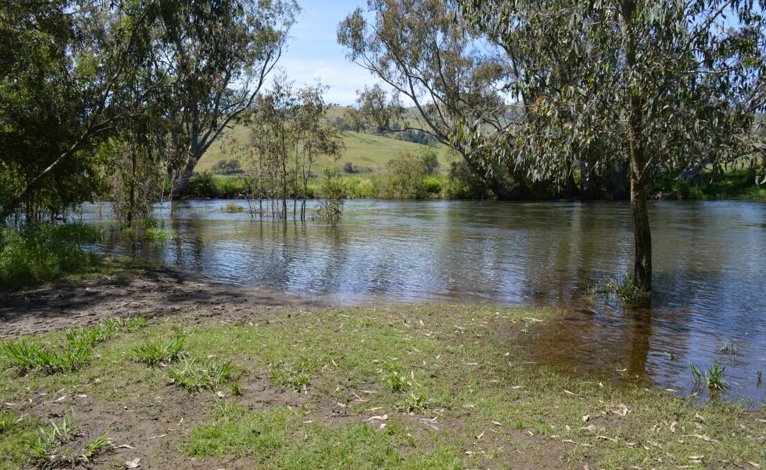 STEADY INFLOWS: The Mitta Mitta River, upstream of the Dartmouth Dam - steady rain in the catchments has raised hopes water will be much cheaper, this season.
