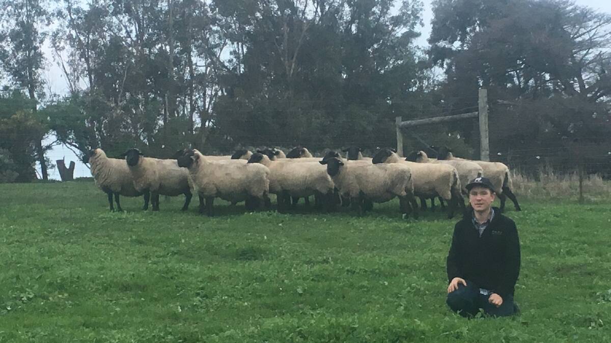 NEW STUD: Daniel with some of the Suffolk sheep, at his Henty stud - he hopes to sell the first sheep, this season.