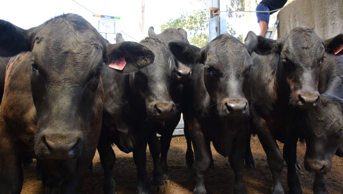 EUROA BLACKS: Prices at the weaner sales were expected to reflect those in December.