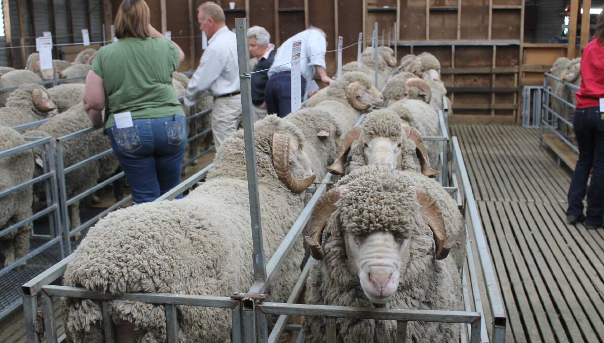 DISPERSAL SALE: Strathcona, Carngham, is noted for its bright, white wools.  PHOTO: Andrew Miller.