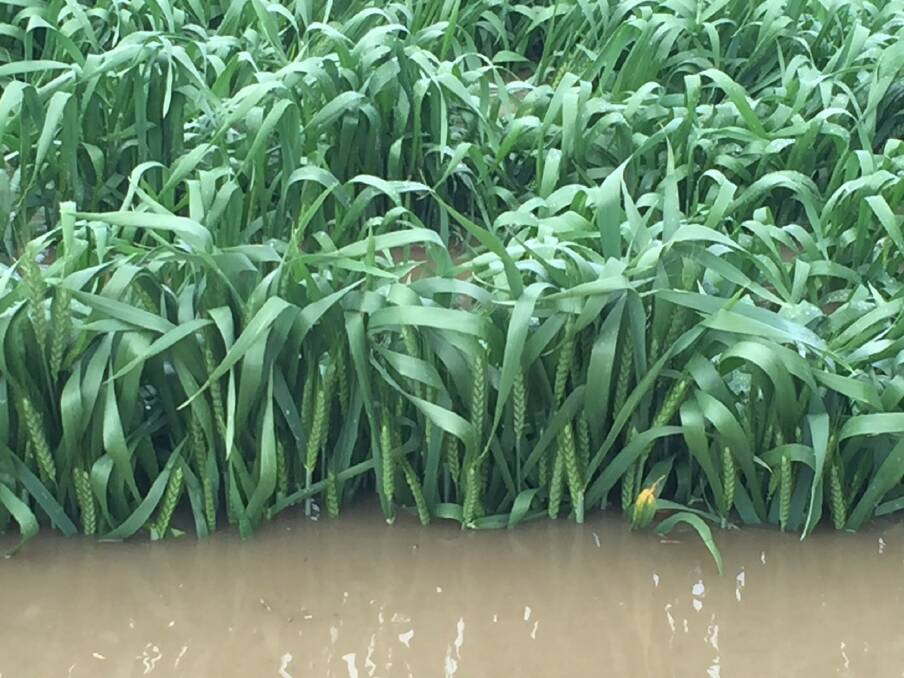 Flooding from the Loddon River has "smashed" the wheat crop, at the property on the Serpentine-Bridgewater Road. Picture: Prue Milgate.