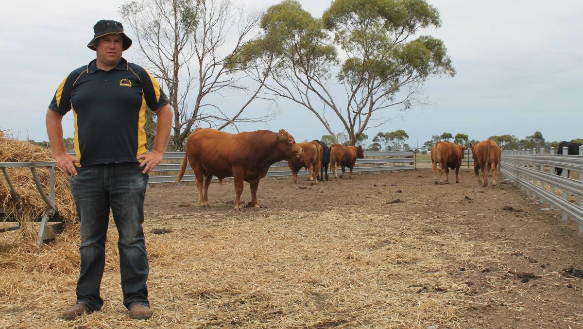 Richard Martin was pleased to show off the MANOORA PARK private sale bulls, selling 3 to repeat buyers to av $4,500. With the recent move to Mortlake, Richard mentioned that they saw more people through their gates due to the central location. 