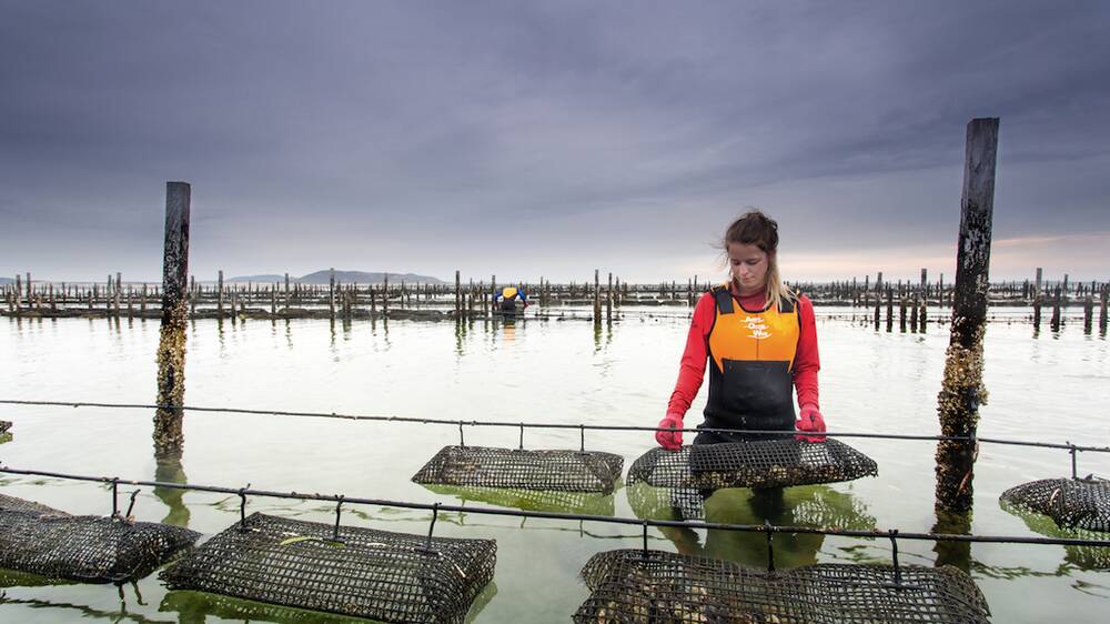 SAFER OYSTERS: The Yield’s Oyster Solution would reduce unnecessary harvest closures that cost the industry millions of dollars a year, aid labor scheduling based on localised tides and improve food safety tracking.