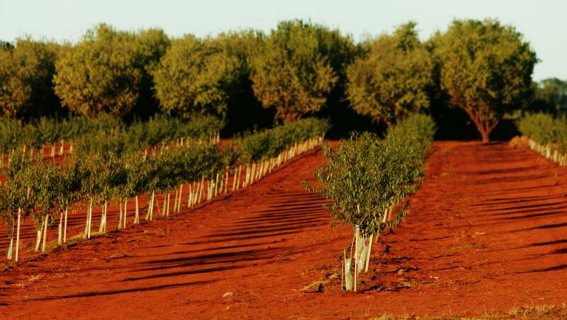 NEW TECHNOLOGIES: Almond trees under drip irrigation at a northern Victorian plantation, watered from the Murray River.
