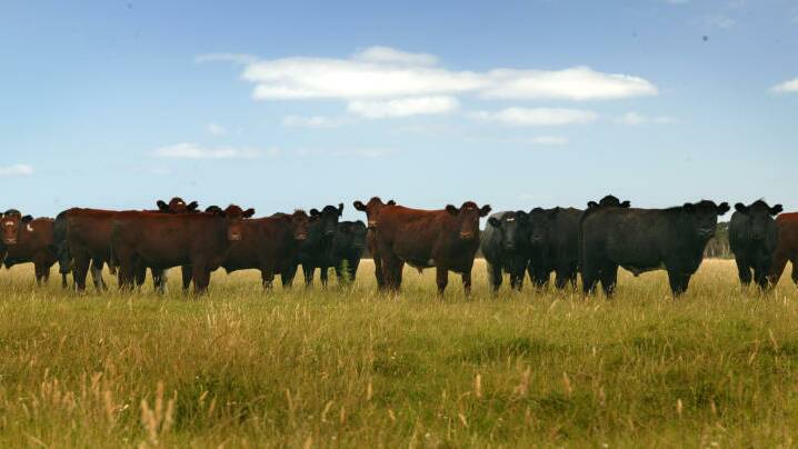 Cattle on King Island: doubts have been cast on a proposed abattoir for the island.