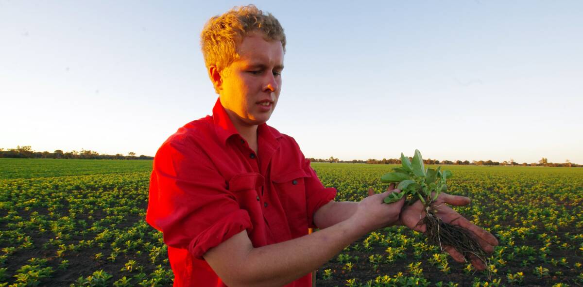 GOOD GROWTH: Cereal grower Toby Caithness in his faba bean crop.  
