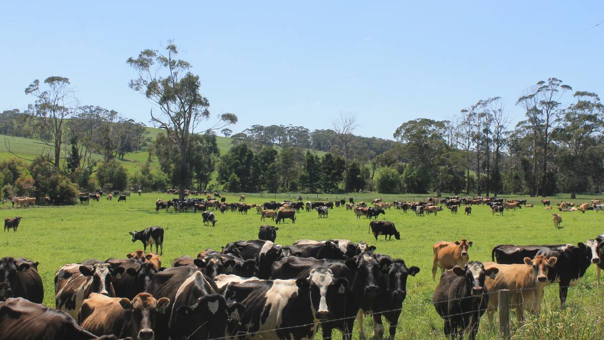 EQUITY PARTNERSHIPS: Victorian dairy producers could benefit by looking at the New Zealand model of equity partnerships, according to the ANZ's head of agribusiness, Mark Bennett.