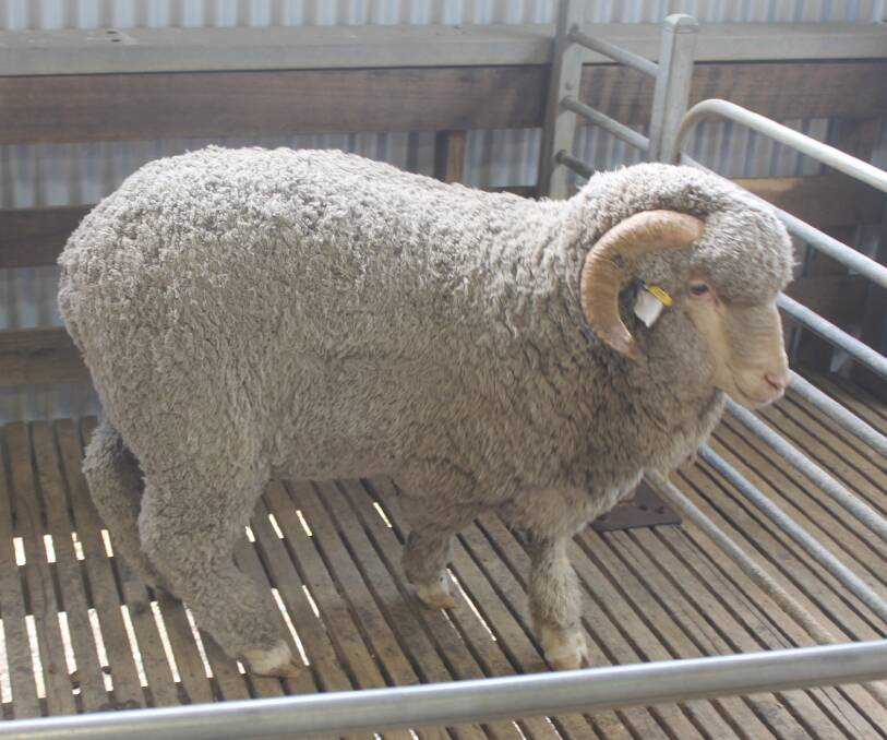 ONLINE INTEREST: Breeders are flocking to the RamSelect Plus site, with about 4000 rams from 60 different studs listed since the start of July.