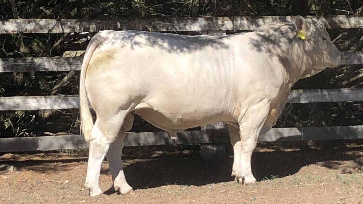 TOP BLOODLINES: Rosedale Mercury was bought by Waterford Charolais stud, Mount Macedon, on its figures and because of its links to the operation's foundation sire.