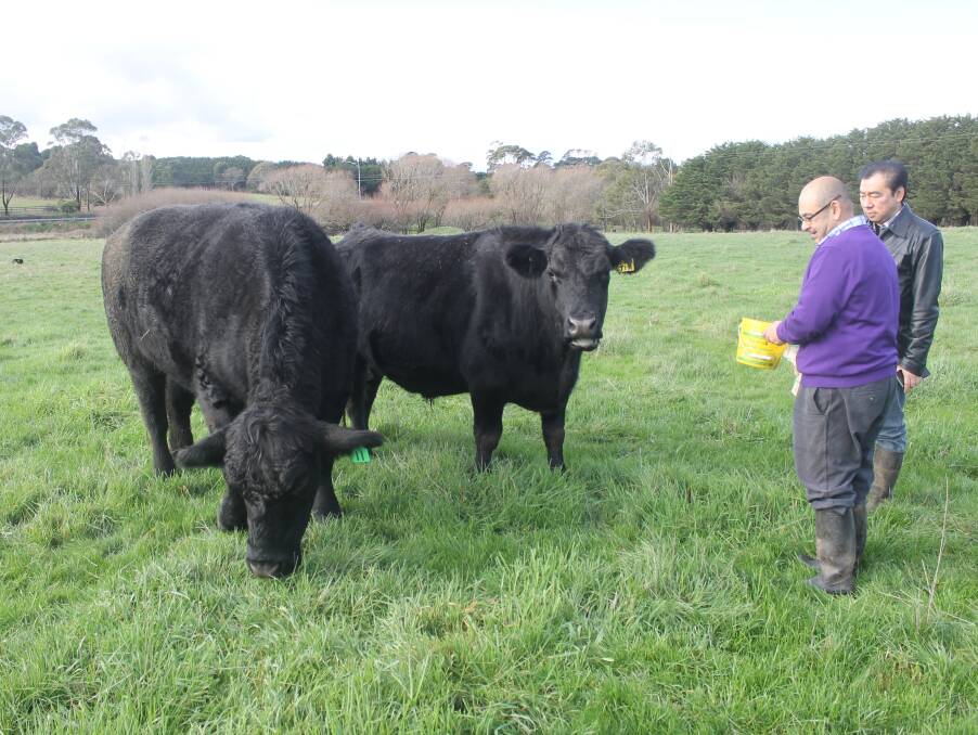 QUIET CATTLE: Millhouse Pastoral director Frank Pereira showing international visitor Sundap Carulli some of the Angus cattle, bred, or reared, on the Romsey property.