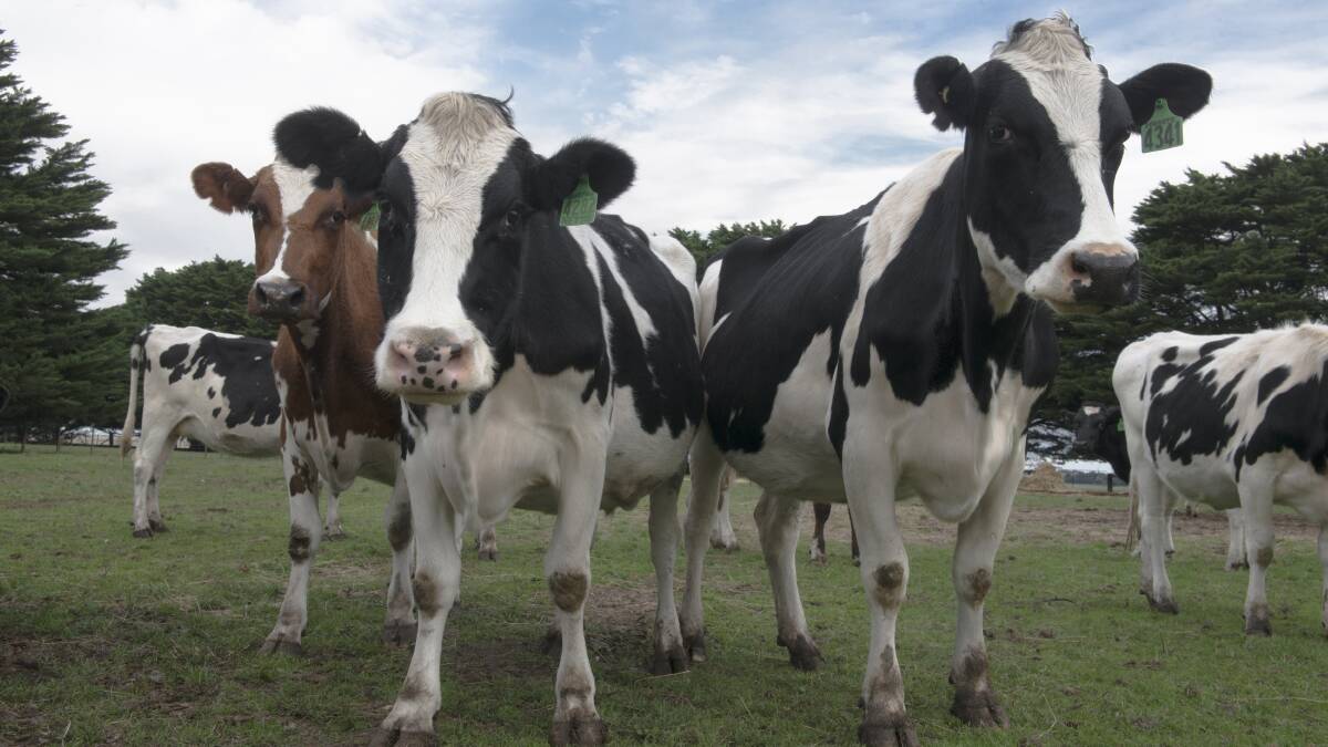 STILL LOOKING: Tasmanian integrated dairy start-up Aerem Investments says it's still looking to buy farms in Victoria and South Australia, despite deciding not to go ahead with its planned Colac West processing plant.