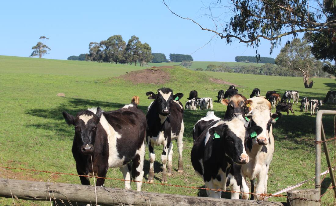 DAIRY HUB: A new, on-line hub, has been launched to give advice and support to Victrorian dairy farmers. Picture: Andrew Miller.