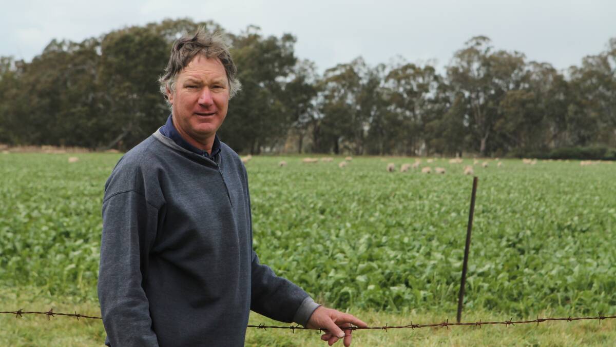 BRASSICA USE: Geoff Davies supplements sown pastures and grain with brassicas,  with the last spring lambs cleared before the end of March.