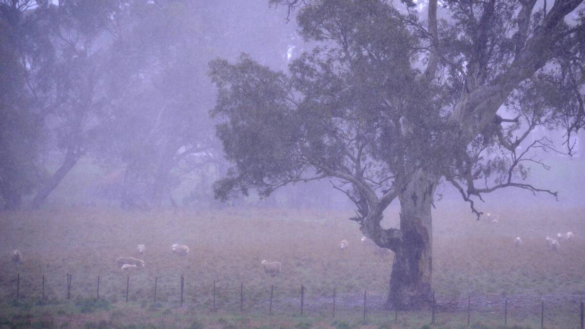 WELCOME RAIN: Rain falling at Carisbrook. up until 9am, the area recorded 10mm since Sunday morning, with an additional 11mm up until mid-morning..

.