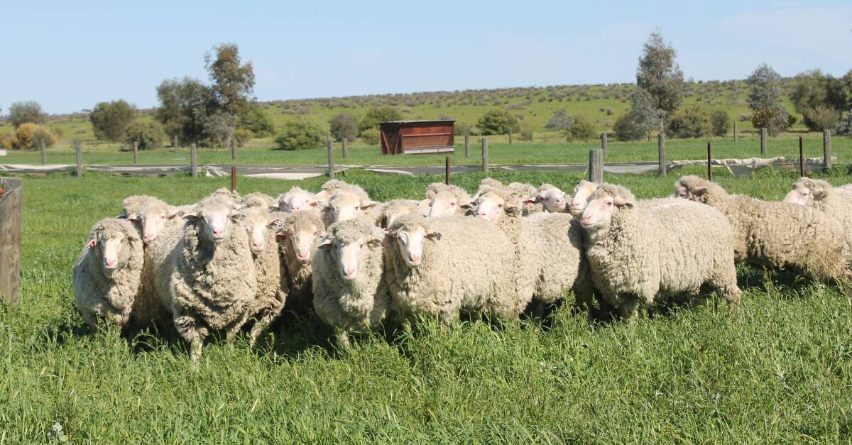 SELF-REPLACING: The Mullhollands run a self-replacing flock, based on several Merino bloodlines and the Stabliser system.