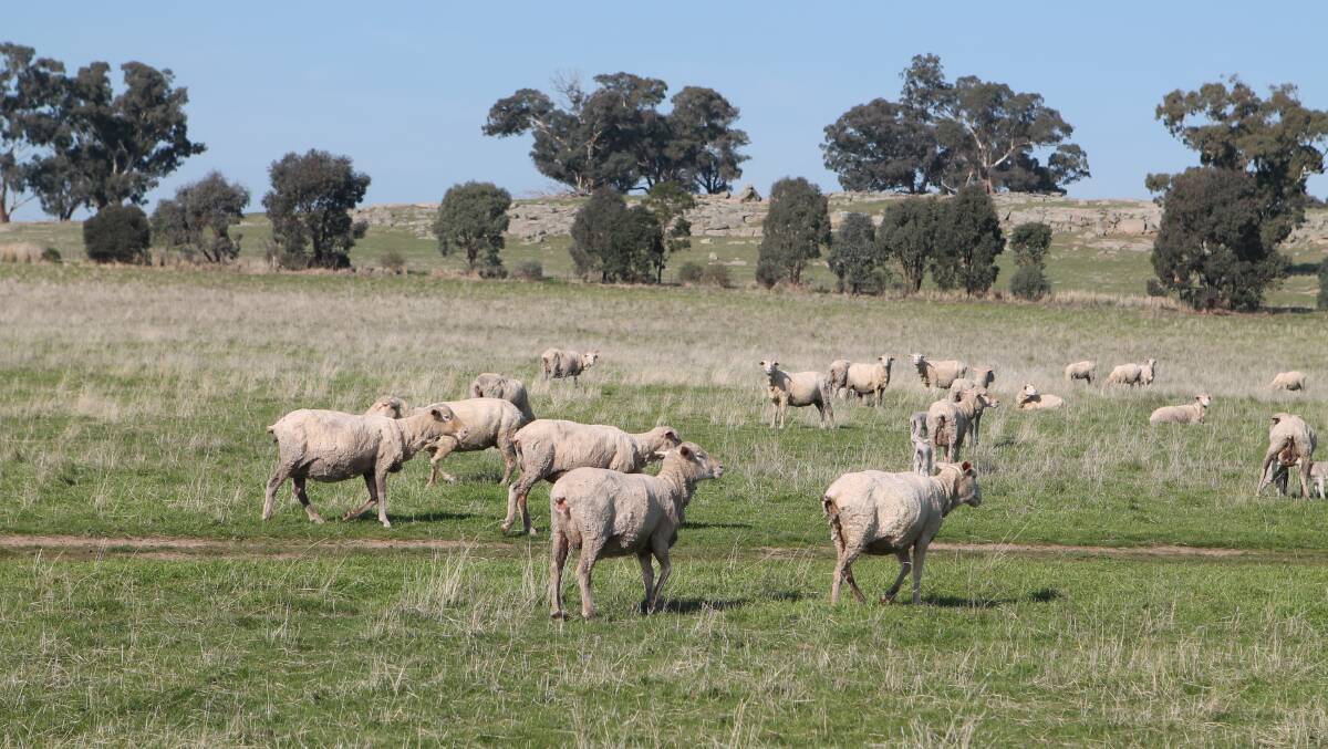 IMPROVED PASTURE: The flock runs on a mixture of clover, phalaris and ryegrass.

