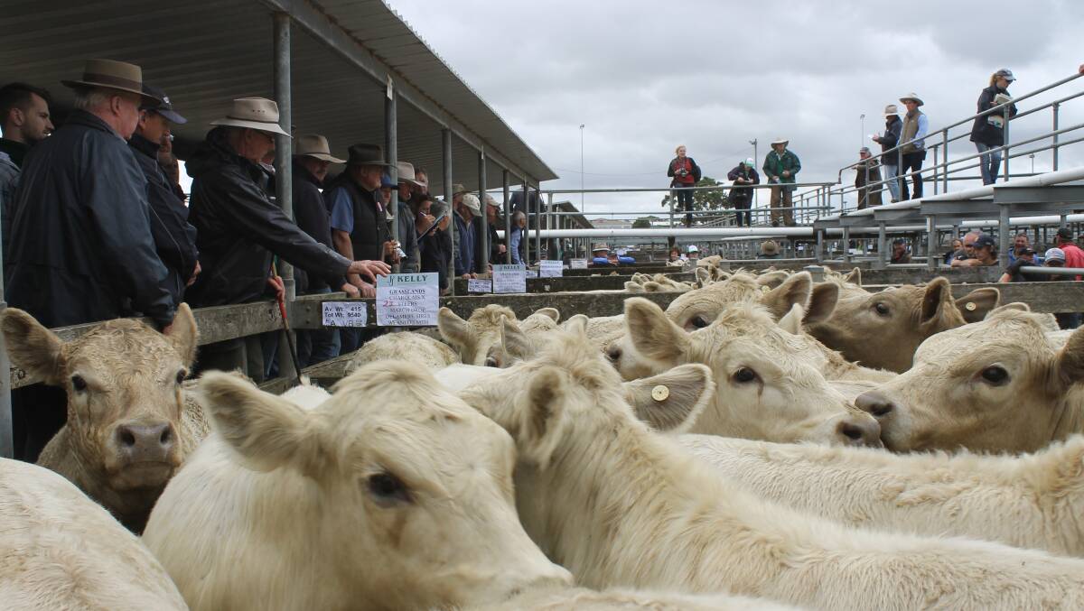 SOLID SALE: Warrnambool agents were expecting a solid weaner sale, with big drafts of cattle from regular south-western vendors expected to be booked in.