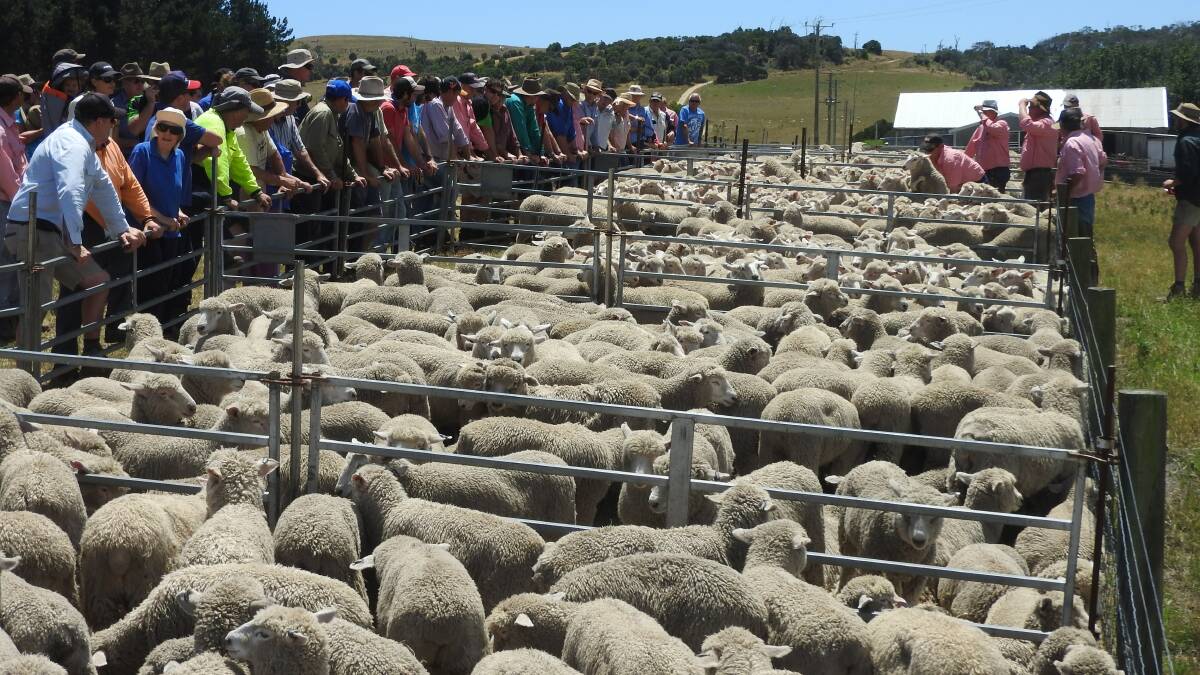 TOTAL CLEARANCE: The line-up at Weymouth-Effingham, the first of the three legs of the annual Tamar Valley lamb sales, which saw a total clearance.