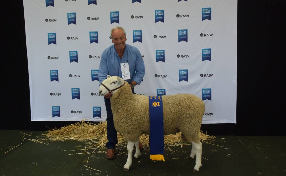 LONGWOOL RAM: Best ASSBA longwool ram under one and a half years old, closely and evenly shorn, Ian Baker, Geraldine Border Leicester stud, Clydebank, Victoria. 